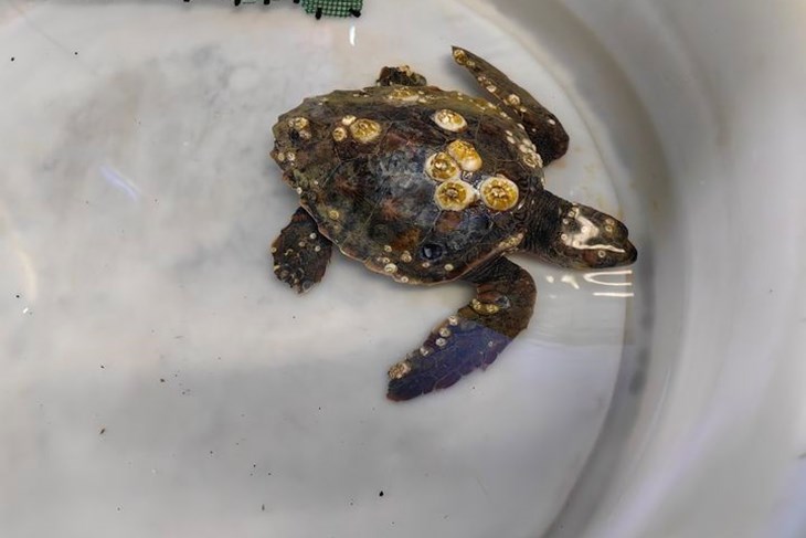 Silvia će se oporavljati u pulskom Centru za oporavak kornjača (foto: Facebook stranica Aquariuma Pula) Silvia će se oporavljati u pulskom Centru za oporavak kornjača (foto: Facebook stranica Aquariuma Pula)